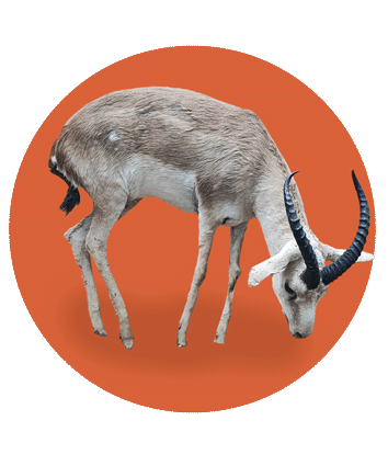 آهو در دیاکو سایت ایلام | آهو ایلامی